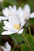 SANGUINARIA CANADENSIS