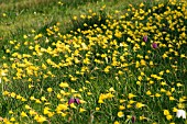 NARCISSUS BULBOCODIUM AND FRITILLARIA MELEAGRIS NATURALISED IN GRASS