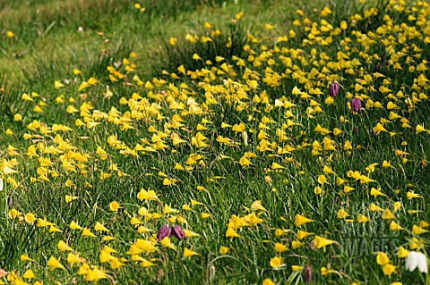 NARCISSUS_BULBOCODIUM_AND_FRITILLARIA_MELEAGRIS_NATURALISED_IN_GRASS