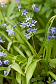 SCILLA MESSENIACA