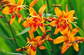 CROCOSMIA CORONA