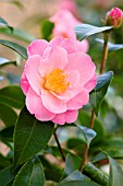 CAMELLIA X WILLIAMSII TIPTOE