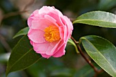 CAMELLIA X WILLIAMSII TIPTOE