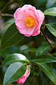 CAMELLIA X WILLIAMSII TIPTOE