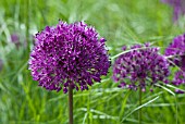 ALLIUM HOLLANDICUM PURPLE SENSATION