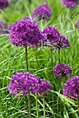 ALLIUM HOLLANDICUM PURPLE SENSATION