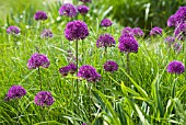 ALLIUM HOLLANDICUM PURPLE SENSATION
