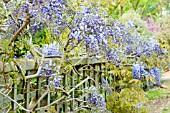 WISTERIA SINENSIS PROLIFIC TRAINED ALONG FENCE RHS GARDEN WISLEY