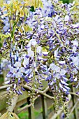 WISTERIA SINENSIS PROLIFIC TRAINED ALONG FENCE RHS GARDEN WISLEY