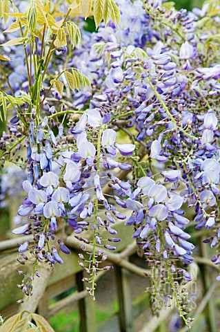 WISTERIA_SINENSIS_PROLIFIC_TRAINED_ALONG_FENCE_RHS_GARDEN_WISLEY