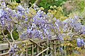 WISTERIA SINENSIS PROLIFIC TRAINED ALONG FENCE RHS GARDEN WISLEY