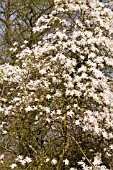 MAGNOLIA STELLATA ROSEA