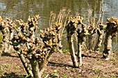 SALIX YELVERTON HARD PRUNED