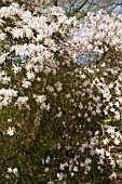 MAGNOLIA STELLATA ROSEA