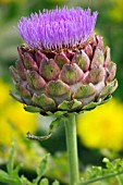 CYNARA SCOLYMUS GROS CAMUS DE BRETAGNE,   GLOBE ARTICHOKE