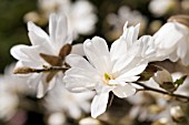 MAGNOLIA STELLATA SCENTED SILVER