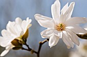 MAGNOLIA STELLATA SCENTED SILVER