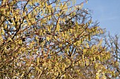 STACHYURUS PRAECOX