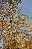 STACHYURUS PRAECOX