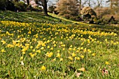 NARCISSUS BULBOCODIUM IN THE ALPINE MEADOW RHS WISLEY