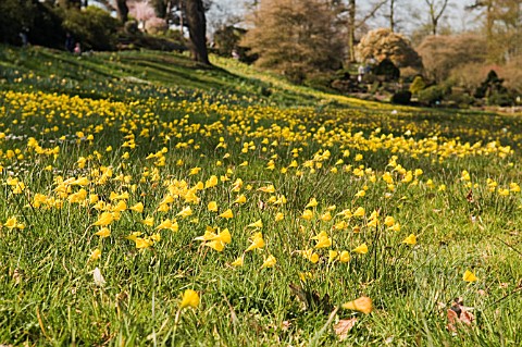 NARCISSUS_BULBOCODIUM_IN_THE_ALPINE_MEADOW_RHS_WISLEY