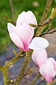 MAGNOLIA MARY SLANKARD