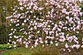 MAGNOLIA STELLATA JANE PLATT AT RHS GARDEN WISLEY