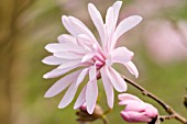 MAGNOLIA STELLATA JANE PLATT