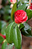 CAMELLIA JAPONICA ADOLPHE AUDUSSON