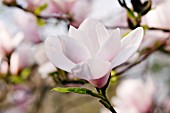 MAGNOLIA MARY SLANKARD
