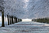 HOAR FROST ON TREES EARLY WINTER COOMBE ABBEY PARK