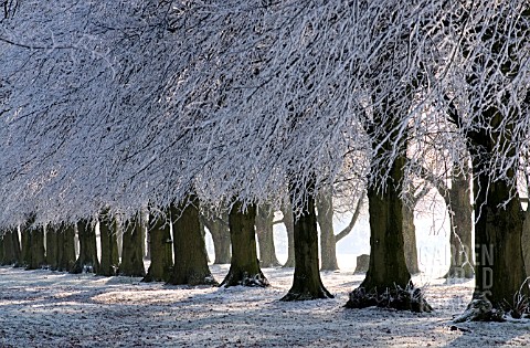 HOAR_FROST_ON_HORSE_CHESTNUT_TREES_EARLY_WINTER_COOMBE_ABBEY_PARK