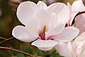 MAGNOLIA MARY SLANKARD