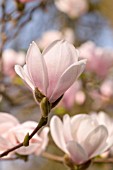 MAGNOLIA MARY SLANKARD