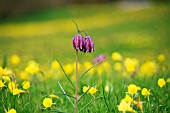 FRITILLARIA MELEAGRIS AND NARCISSUS BULBOCODIUM