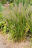 CALAMAGROSTIS BRACHYTRICHA