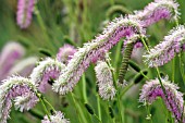 SANGUISORBA HAKUSANENSIS