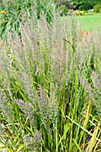 CALAMAGROSTIS BRACHYTRICHA