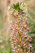 EUCOMIS COMOSA