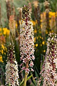 EUCOMIS COMOSA