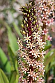 EUCOMIS COMOSA