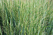 PANICUM VIRGATUM NORTHWIND