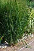 PANICUM VIRGATUM NORTHWIND