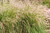 ERAGROSTIS CURVULA