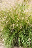 ERAGROSTIS CURVULA