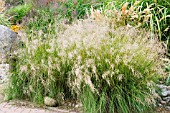 ERAGROSTIS CURVULA