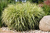 MISCANTHUS SINENSIS RIGOLETTO