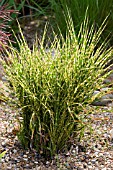 MISCANTHUS SINENSIS GOLD BAR