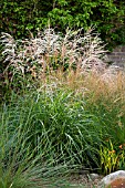 MISCANTHUS SINENSIS PROFESSOR RICHARD HANSEN