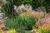 MIXED MISCANTHUS AT RHS GARDEN WISLEY